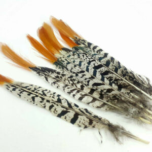 Pheasant feather 20-25cm