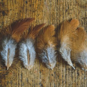 Free range lokal chicken feathers-small